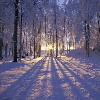 Winter Forest iPad Wallpaper