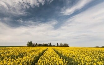Summer Nature Wallpaper Desktop