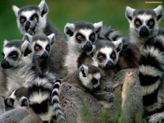 Descargar Imagen Madagascar Lemurs Wallpaper HD Widescreen Gratis