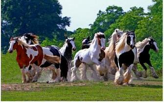 The Gypsy Vanner Was Breed By Nomads Gypsies Which Wanted A Colored