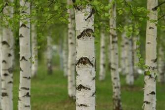 Wallpaper Birch Wood Timber Landscapes