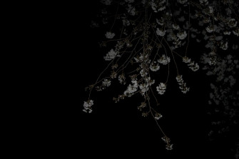 A Tree With White Flowers In The Dark Photo Tokyo Image On