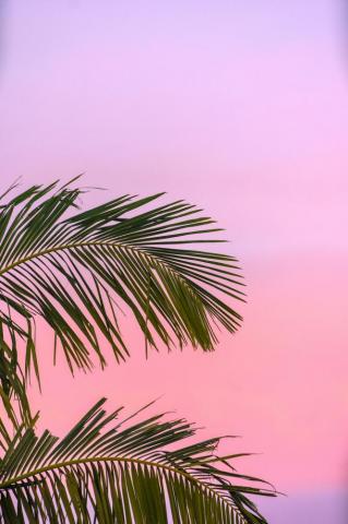Palm Tree Wallpaper HD Hq