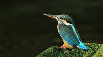 Bird Beautiful Wallpaper Black Background 1080p HD Background
