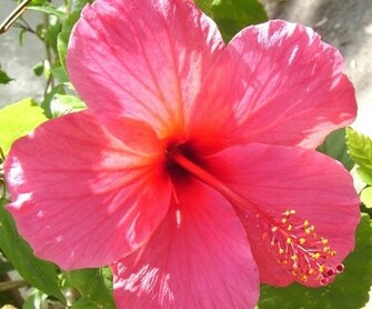 Love Wallpaper Romantic Flower