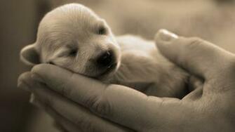 Collection Of Wallpaper Cute Animal Mobile