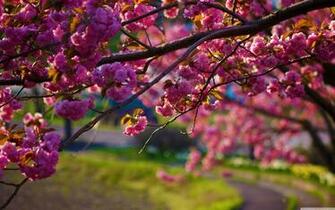 Nature Wallpaper With Spring Flowers HD For