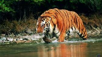 Wallpaper Siberian Tiger Panthera Tigris Altaica