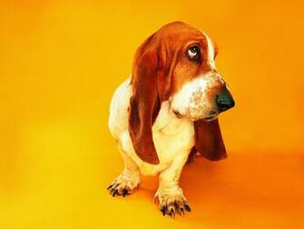 Basset Hound Px High Resolution