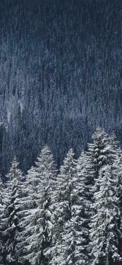 Winter Aesthetic Android iPhone Desktop HD Background