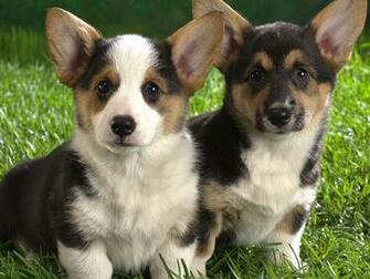 Corgi Puppies Wallpaper