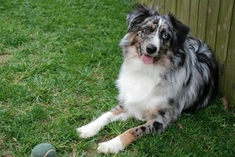 Australian Shepherd Max Photo And Wallpaper Beautiful