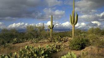 Best Saguaro National Park Wallpaper