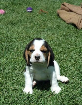 Beagle Wallpaper Pictures Breed Information