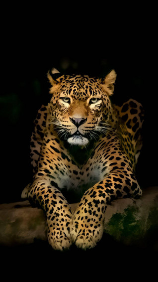 Full HD Android Wallpaper