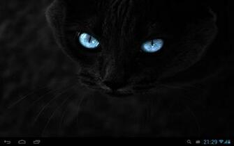 Black Cats Live Wallpaper Android Apps On Google Play