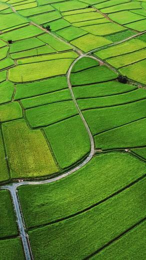 Rice Field Best Htc One Wallpaper And Easy To