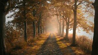 Path Wallpaper