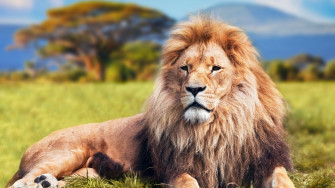 Lion Animals Wallpaper HD