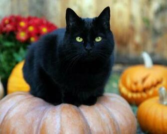 Black Cat Random Wallpaper