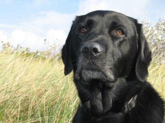 Labrador Lab Retriever Wallpaper Puppy Pictures