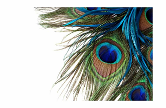 Peacock Feather Png Transparent Image Desktop