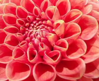 Coral Flower By Fosspathei