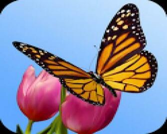 Butterfly Garden Wallpaper Android T L Charger 3d