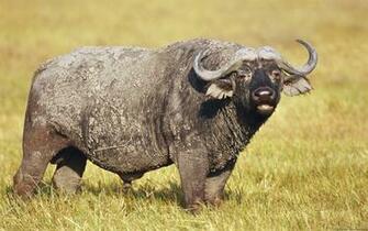 African Buffalo Wallpaper And Background Image Net
