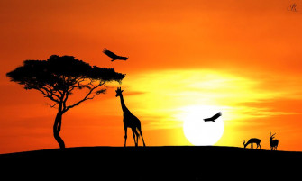 Wallpaper Safari Logo Sunset Pictures Savannah Chat African