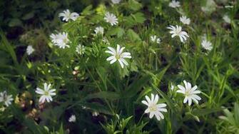 Spring White Blossoms Wallpaper