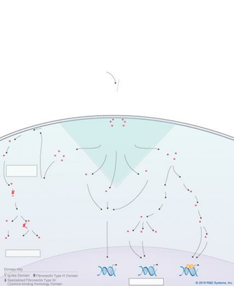 Il Signaling Pathways R D Systems