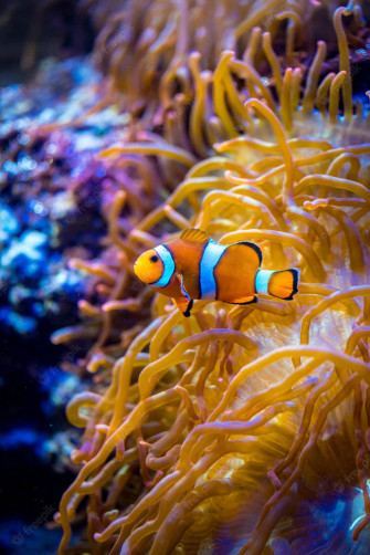 Fish iPhone Wallpaper