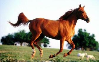 Horse Running Wallpaper