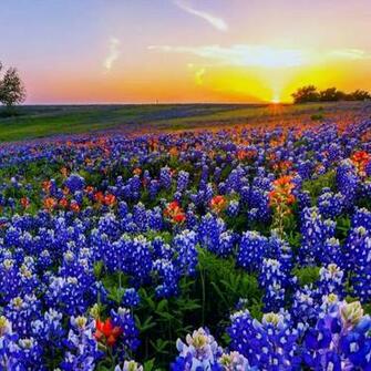 Texas Wildflowers HD