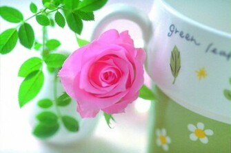 Of Love Rose Flowers Post Please Come Again For Flower Mounds Updates