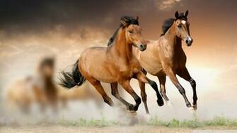 Horse Wallpaper Best