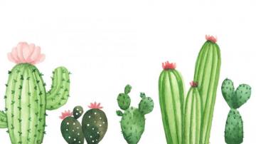 Cactus Wallpaper For Computer Desktop