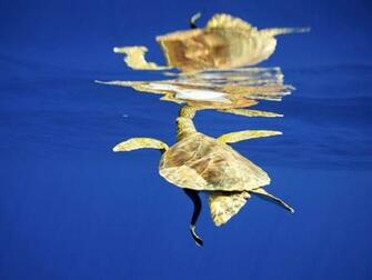 HD Wallpaper Sea Turtle X Kb Jpeg
