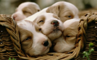 Puppy Wallpaper For Computer