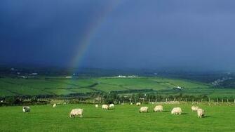 Sheep Ireland Wallpaper Rainbows
