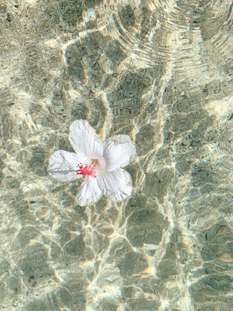 Hibiscus Obsessed Wallpaper