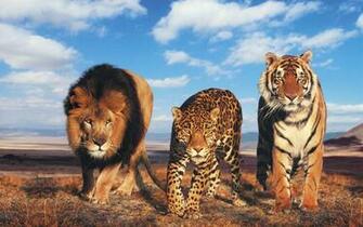 Lion And Tiger Wallpaper HD