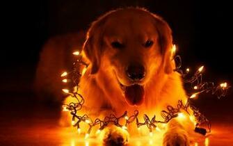 Dog Holiday Home Christmas Bokeh Wallpaper Background