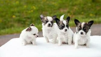 Chihuahua Puppies Wallpaper