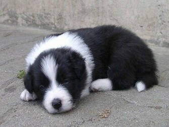 Border Collie Kutya Dog Hund Eb Wallpaper Screensavers