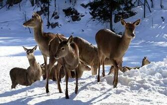 Deer In Snow Jpg Last Modified