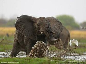 Animals National Geographic Elephants Wallpaper Hq