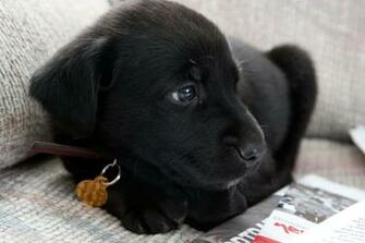 Black Lab Puppy Wallpaper For