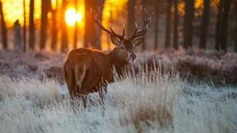 Big Buck Wallpaper Desktop Galleryhip The Hippest